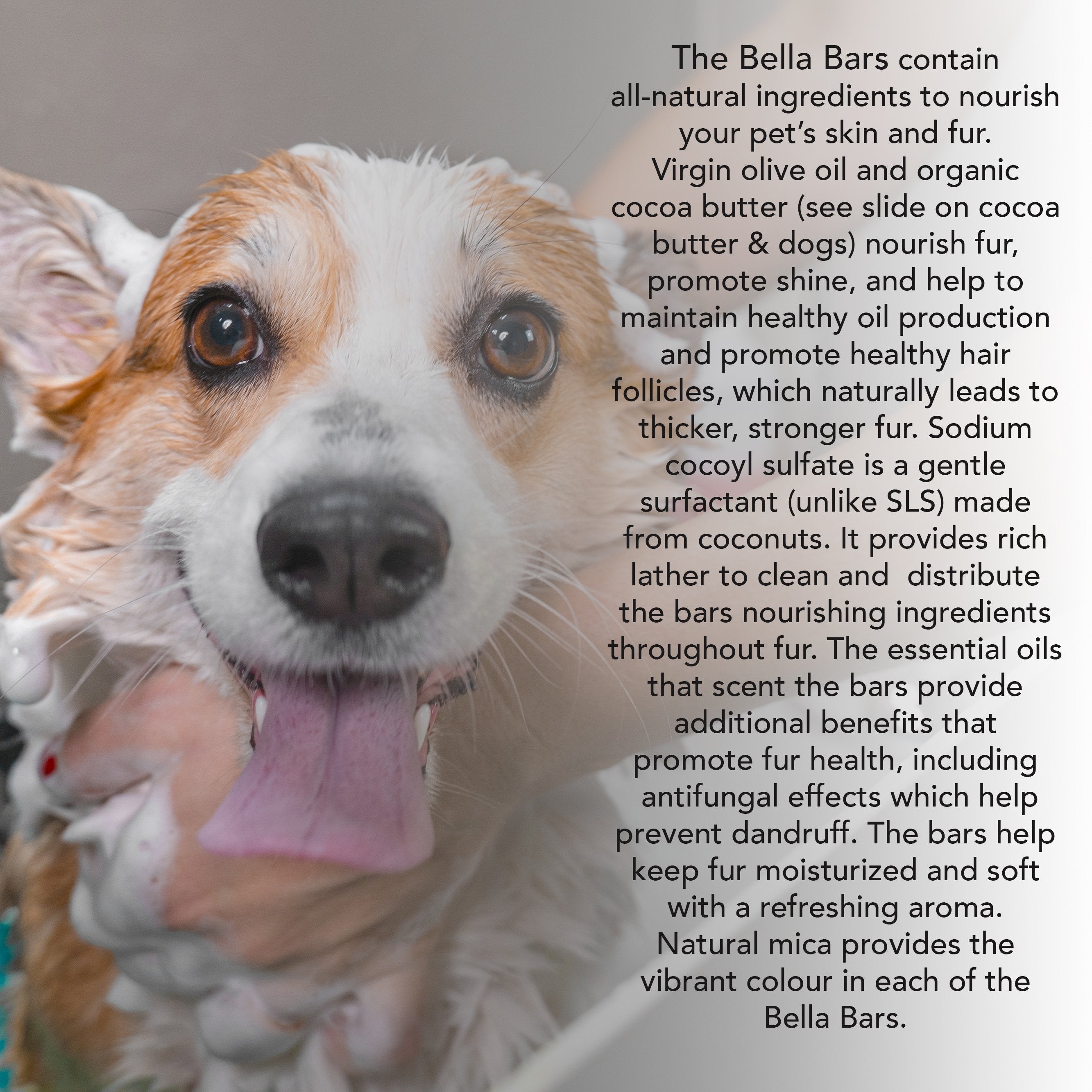 Blueberry Bella Bar | Pet Shampoo Bar for Cats and Dogs | All-Natural Odor-Fighting Ingredients | Luscious Lather | Comes In A Reusable Tin Container - Lyness Beauty Products