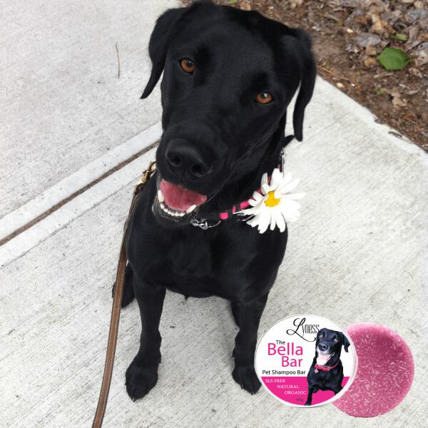 A picture of Bella with a daisy on her collar, the inspiration behind the "Bella Bar".