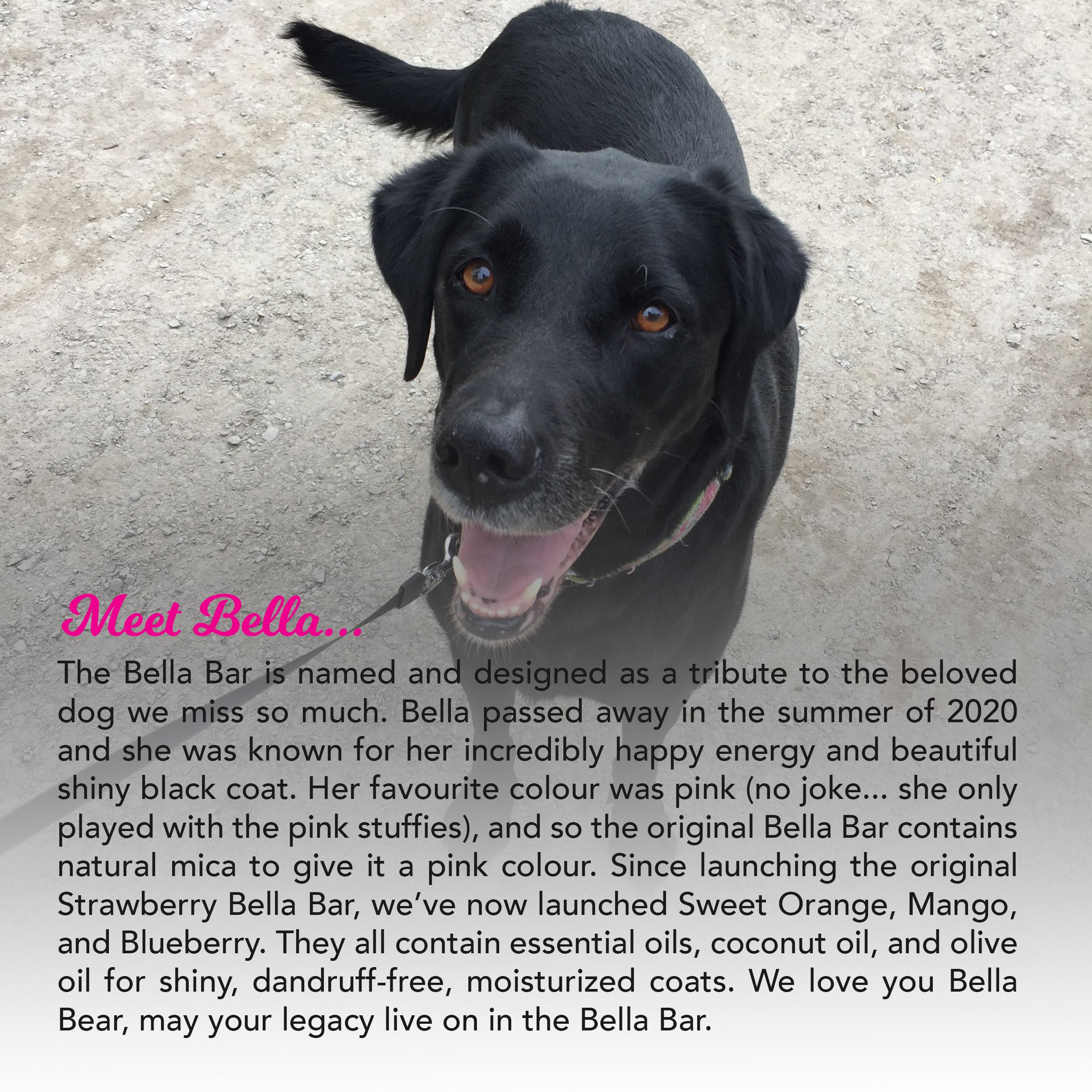 Bella, our beloved Labrador Retriever and the inspiration behind the Bella Bar, remembered with love as the heart of this tribute product.